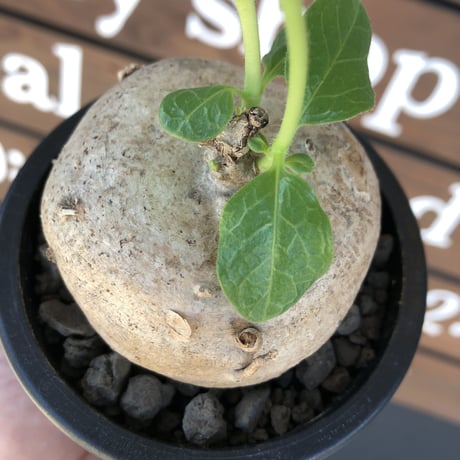 pentagonanthus grandiflorus ssp.glabrescens《L size 》※現地球発根後店主国内管理3年株※激希少種‼︎可愛すぎる装い※mad black pot植え