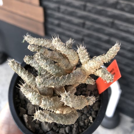 euphorbia tulearensis《 L size》※現地球発根後店主国内管理3年株※驚愕‼︎希少性激高塊根ユーフォルビア‼︎大きめ塊根株※mad black pot植え