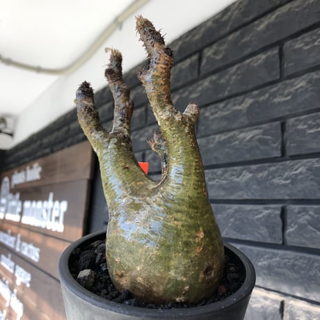 pachypodium gracilius《M size》※希少‼︎極green肌&良樹形※現地球発根後店主国内管理3年株※くっくりgreen肌が堪らなくエグい一株※mad black pot植え