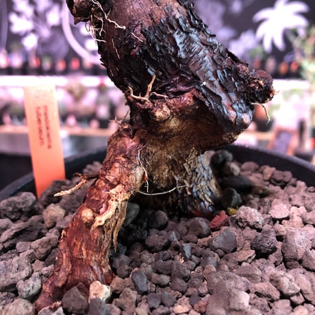 mestoklema   tuberosum《M  size》※今後当面輸入厳しい希少南アフリカ物‼︎表皮メクれ、エグれヤバき男前っぷり半端なき朽ちくwild株‼︎※mad black pot植え