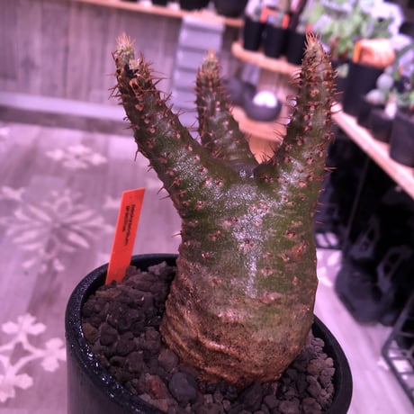 packypodium  gracilius《M  size》※現地球発根済株‼︎※短枝の為、丈も短くぼってり樹形な上、激希少‼︎グリーン肌な激レア株‼︎※mad black pot植え