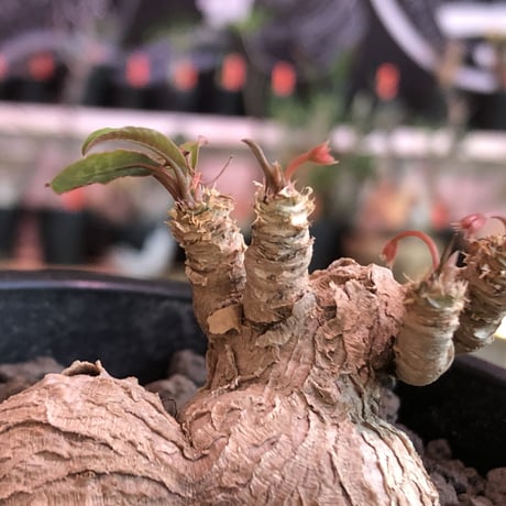 euphorbia cremersii《 L size》W-he'd株※可愛すぎるぽっこり塊根&葉の表裏がcolor違いのcontrast‼︎mad質で渋カッコ良い一株※mad black pot植え