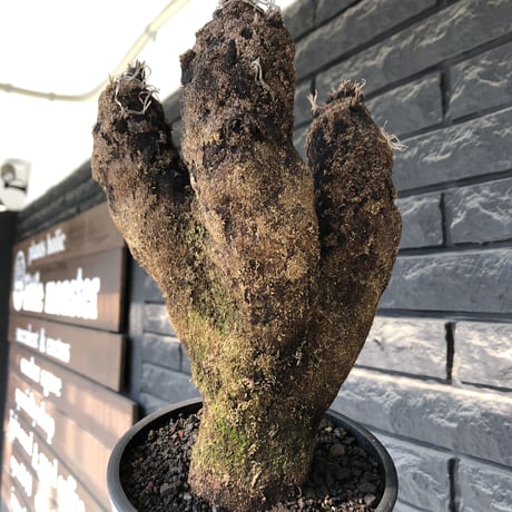 xerophyta trichophylla《S size》※現地球発根後店主国内管理2年株※驚愕強靭株※良balanceな一株※mad black pot植え