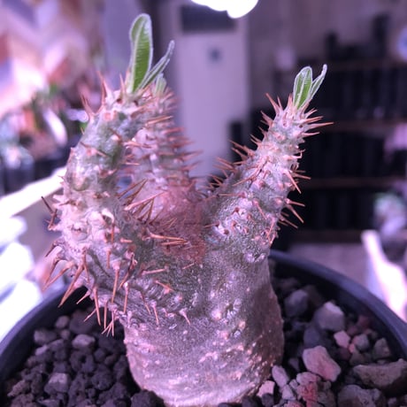 packypodium   makayense《S size》※現地球発根済株※優しいcolorに避けたグリーン肌に一本捻くれ枝があり尚堪らない装い※mad black bowl pot植え