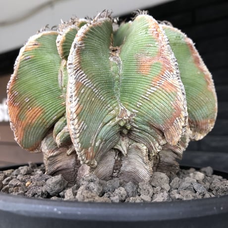 aztekium hintonii《LL size》※現地球発根後店主国内管理22年株※マニア様には涎モノの大変希少な大株現地球ヒントニー※mad black bowl pot植え