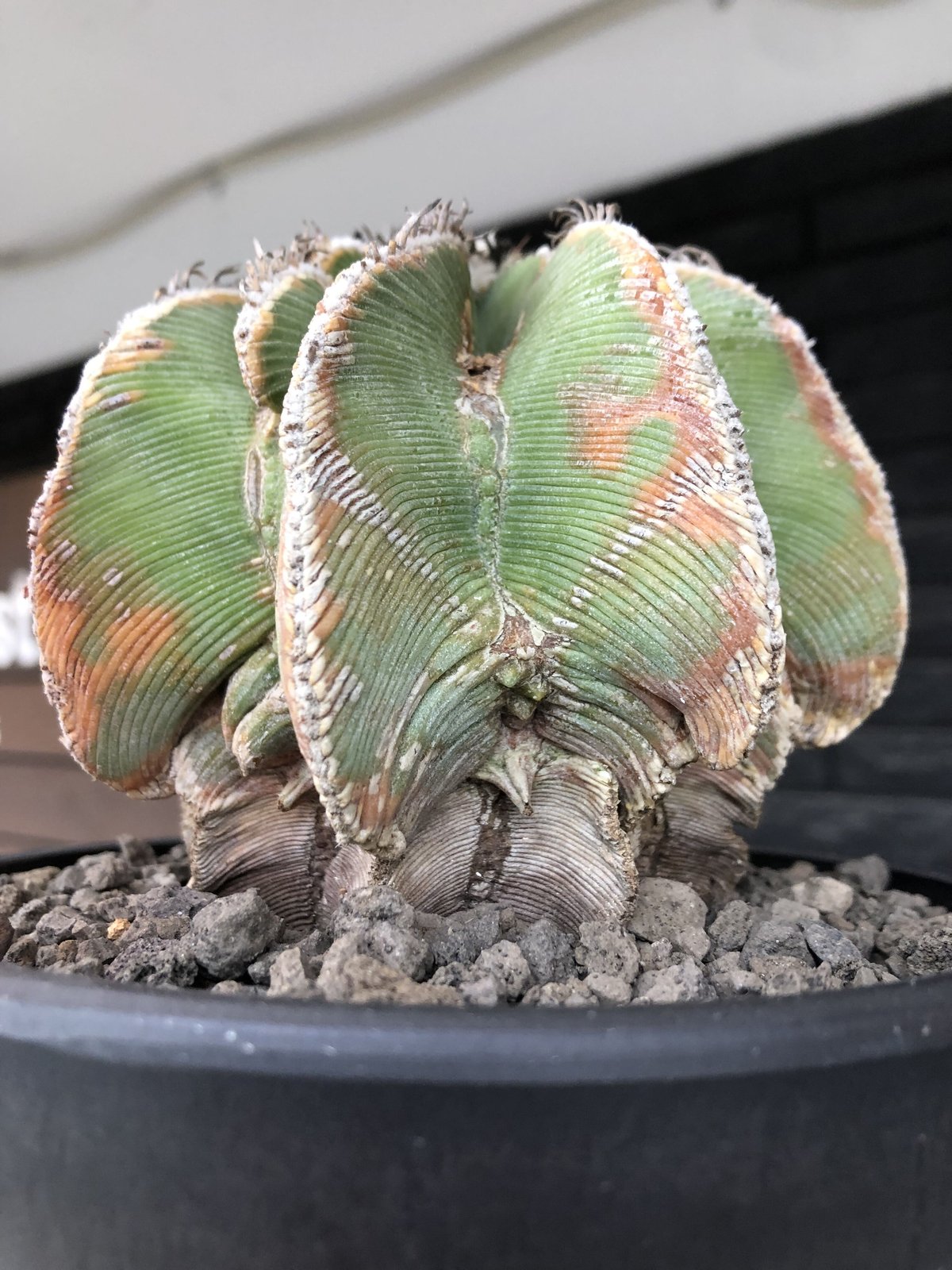 開花株　発根済　希少な現地球　アズテキウム　ヒントニー aztekium hintonii《LL size》※現地球発根後店主国内管理22年株※マニア