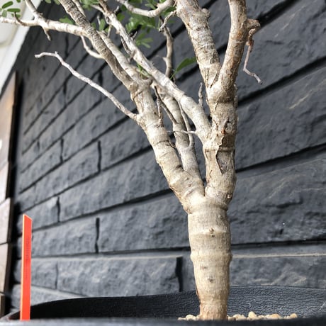 senna  meridionalis《M size》おススメ株
