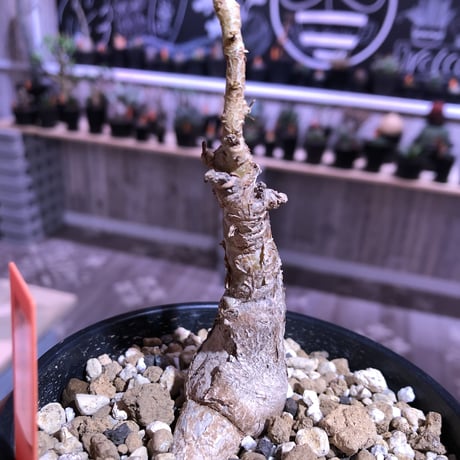 pterodiscus   lurides