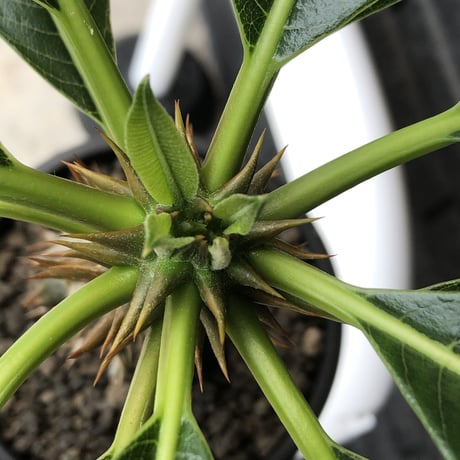 pachypodium  baronii《LL size》※激希少‼︎現地球発根後店主国内管理9年株※激極太幹を持ちどっしり構えの男前‼︎太いstuds棘が堪らない※mad black pot植え