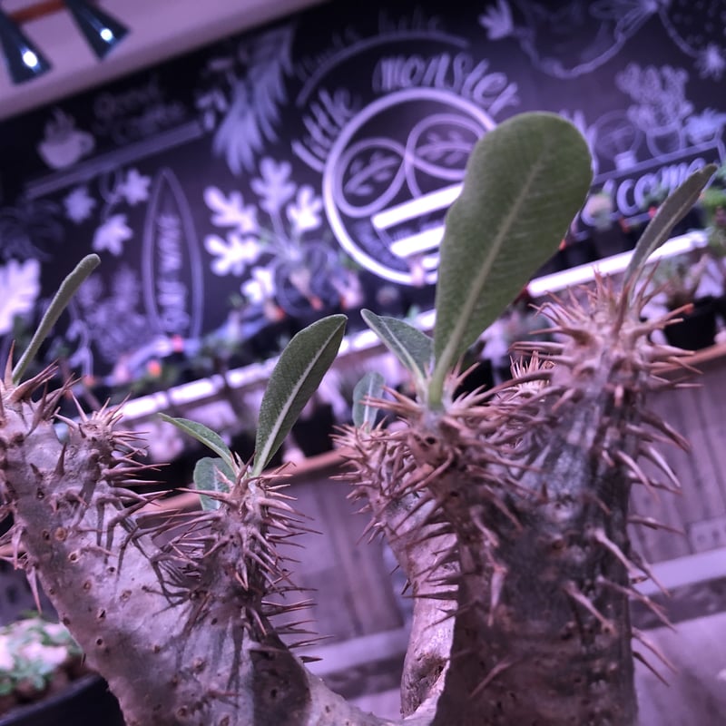 packypodium horombense《M size》※現地球発根済み株‼︎ ※A面b