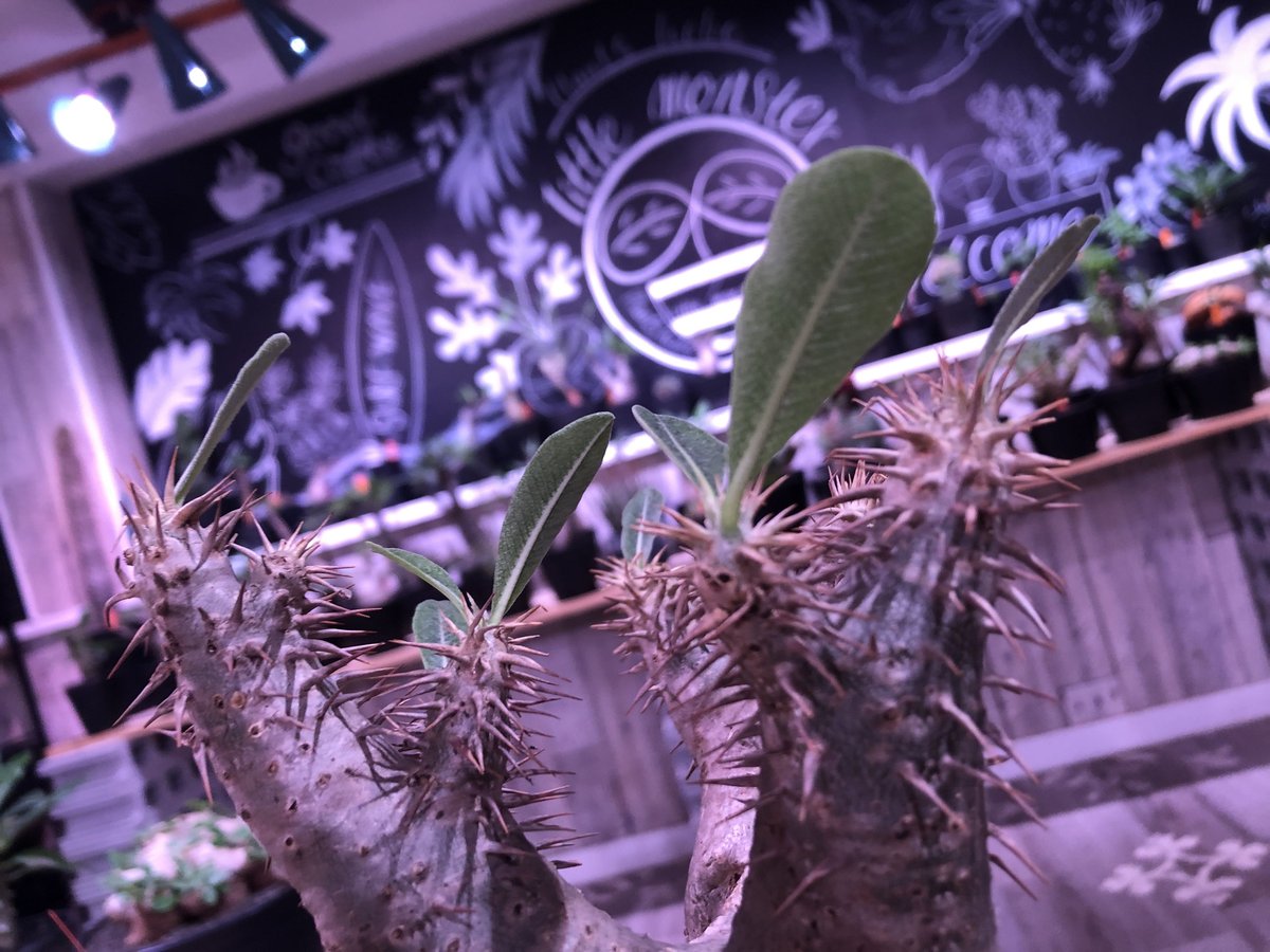 ホロンベンセ　現地球 パキポディウムホロンベンセ | STORES