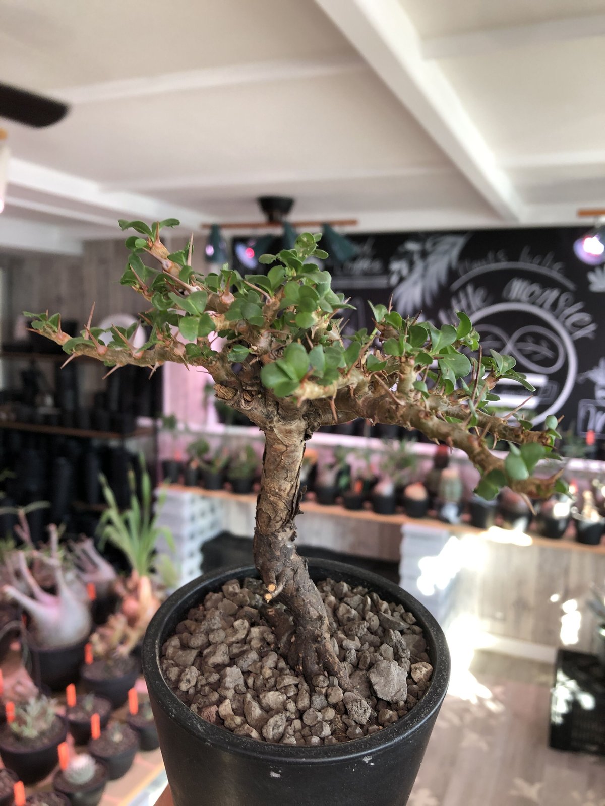 サルコカウロン バンデリエティア 現地発根済み 鉢ごと発送 【公式通販】