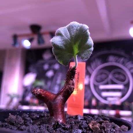 pelargonium  mirabile《S size》※現地球発根済株※今後輸入が厳しいミラビレ🌱誰もが愛おしく堪らないと感じる冬型の人気者※mad black pot植え