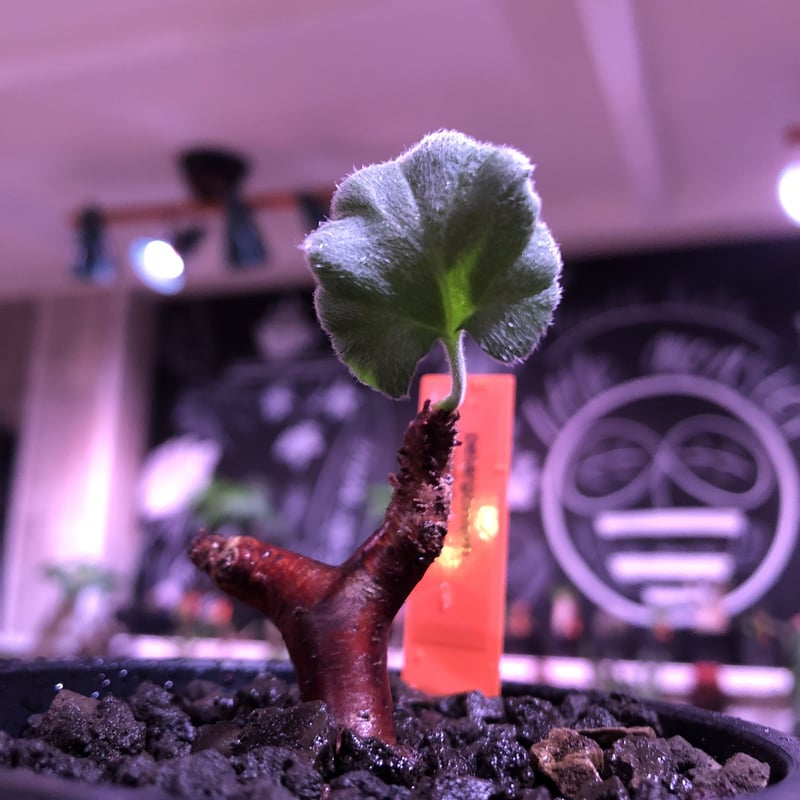 pelargonium mirabile《S size》※現地球発根済株※今後輸入が