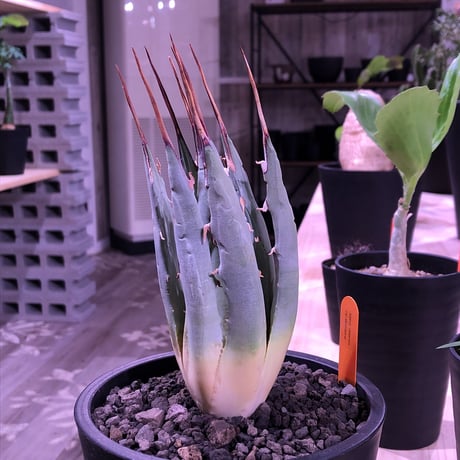 agave    utaensis  eborispina《M  size》