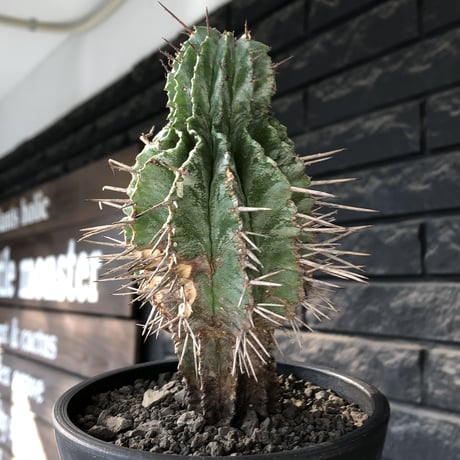 euphorbia horrida《大きめM size》子吹き株※現地球発根後店主国内管理6年株※子吹きも多くワイルドな木質化した出立ち※mad black pot植え