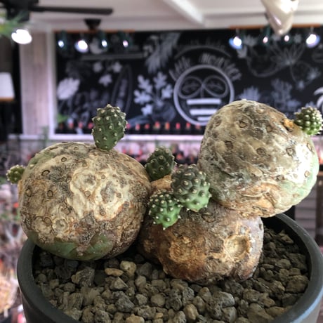 tephrocactus geometricus 《LL size》激希少‼︎※現地球株発根済※実生株＆カキ仔株でないと流通がほぼないため所持率も極めて低き渾身の一株※black bowl pot植え