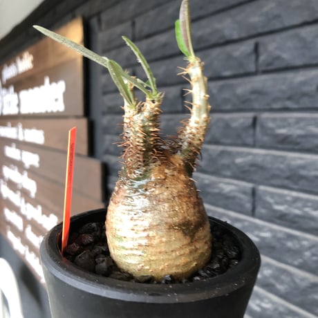 pachypodium gracilius《大きめS size》希少一部green&brown肌※現地球発根後店主国内管理2年株※ぼってり&特化したカラーが堪らない※mad black pot植え