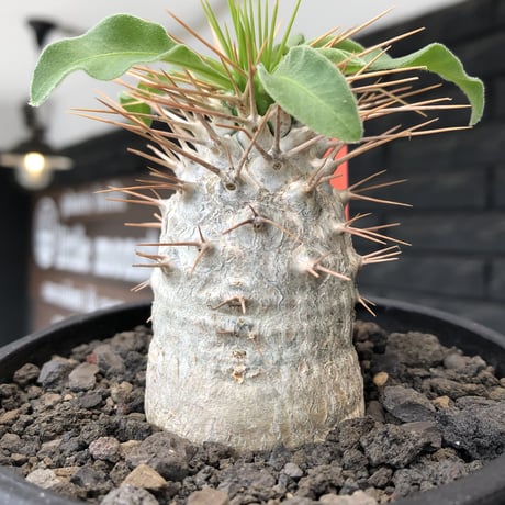 pachypodium  namaquanum 光堂《大きめM size》littmon seed🌱※ちょうど良き手乗りサイズ感の樹形バランスも良き一株‼︎※mad black bowl pot植え