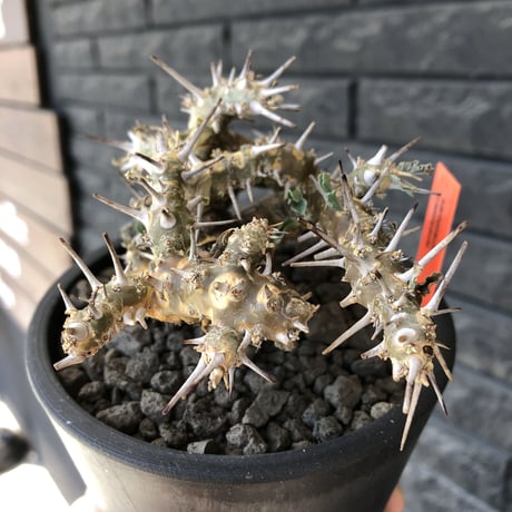 sarcocaulon crassicaule《M size》※現地球発根済株※発根後店主国内管理2年株※興奮するほど良枝振り‼︎強棘に縮れ葉＆白花のギャップ萌えな一株※mad black pot植え