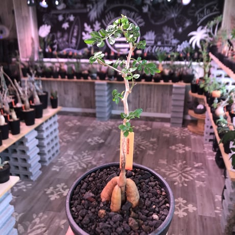 opercullicarya   packypus  littmon  seed🌱 《3年半株》幹も太く‼︎&枝振り樹形良きパキプス‼︎※mad black bowl pot植え※限定2株