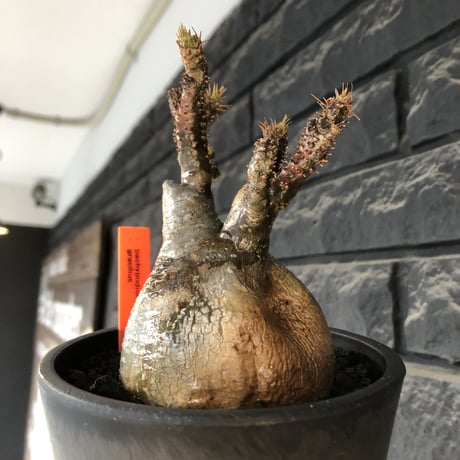 pachypodium gracilius《M size》極‼︎低重心ぼってり樹形※現地球発根後店主国内管理3年株※岩肌に当たり育った傷跡を持つぼってり樹形※mad black pot植え