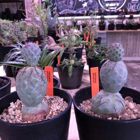 tephrocactus   geometricus《M size》水色肌の可愛い球体