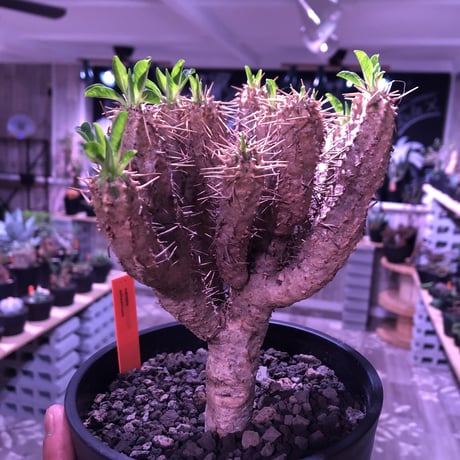 euphorbia    guillauminiana《M  size》整った枝ぶりbalanceのギラウミ