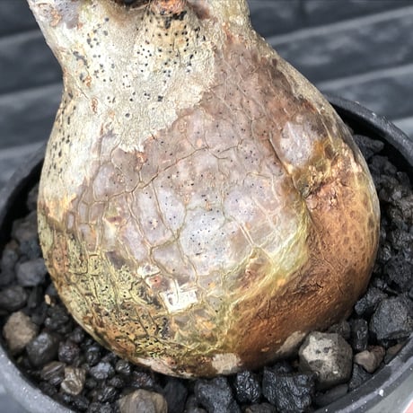 pachypodium  gracilius《M size》ぼってり株※現地球発根済株※店主国内管理3年株※ぼってり樹形且つ特化した柄を持つ良きサイズ感※mad black pot植え