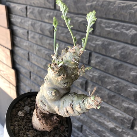 pelargonium carnosum《L size》極太幹&エグレ株※現地球発根後店主国内管理6年株※極太幹且つボコボコ感が大変wildな冬型種‼︎※mad black pot植え
