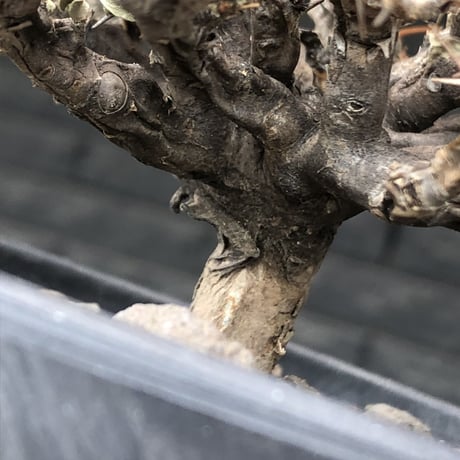 sarcocaulon  vanderietiae《大きめM size》※現地球発根後店主国内管理3年株※希少春秋型種‼︎weight低く枝間密な纏まり良き一株※mad black pot植え