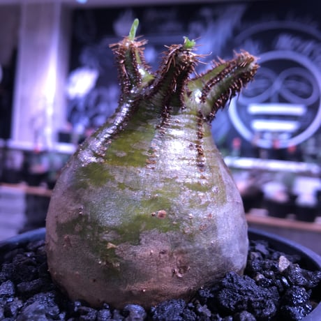 packypodium  gracilius《M size》green肌‼︎驚愕低重心※現地球発根済株※店主国内管理3年株※極短枝で愛くるしいcolorに極ぼってり樹形※mad black pot植え