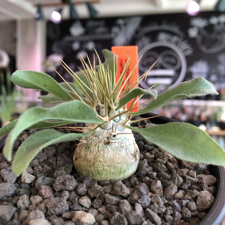 packypodium  namaquanum 光堂《大きめS size》littmon seed🌱※希少‼︎威勢よく葉も展開中‼︎しっかり育て渾身の一株※mad  black bowl pot植え