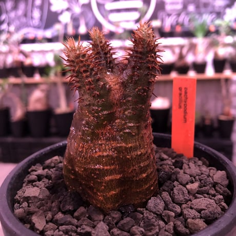 packypodium   gracilius《S size》※現地球発根済株※赤肌でかっこいい表皮‼︎短枝ぼってり樹形が堪らない良質株※mad black bowl pot植え