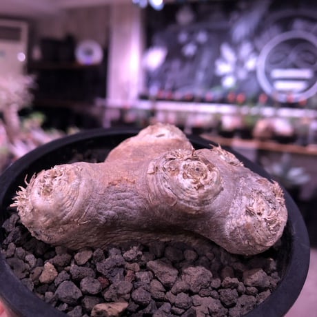 packypodium  brevicaule恵比寿笑い《S size》※現地球発根済株※店主国内管理2年株※流通少なきかわいいサイズ感＆現地球株らしさの岩肌が堪らない※mad black pot植え