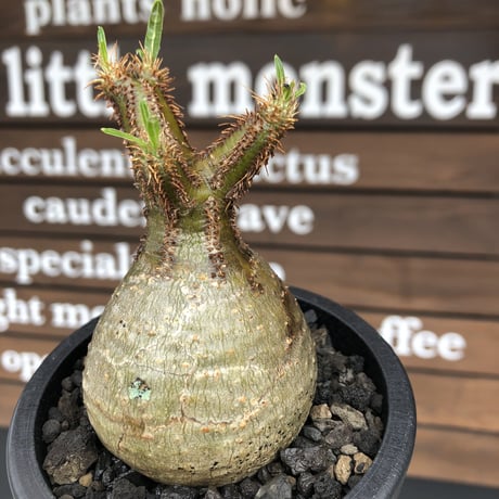 pachypodium  gracilius《大きめS size》まん丸ぼってり樹形※現地球発根済株※店主国内管理2年株※可愛すぎるまん丸樹形＆表皮美肌が堪らない※mad black pot植え