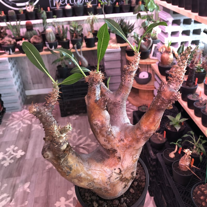 パキポディウムエニグマティクム現地球発根済み花芽Lサイズ大きめ