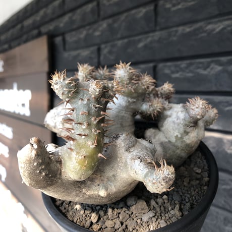 pachypodium brevicalyx《L size》希少‼︎白肌株※現地球発根後店主国内管理6年株※低重心&ゴツゴツ樹形の抜群な装いに美しい白肌が堪らない※mad black pot植え