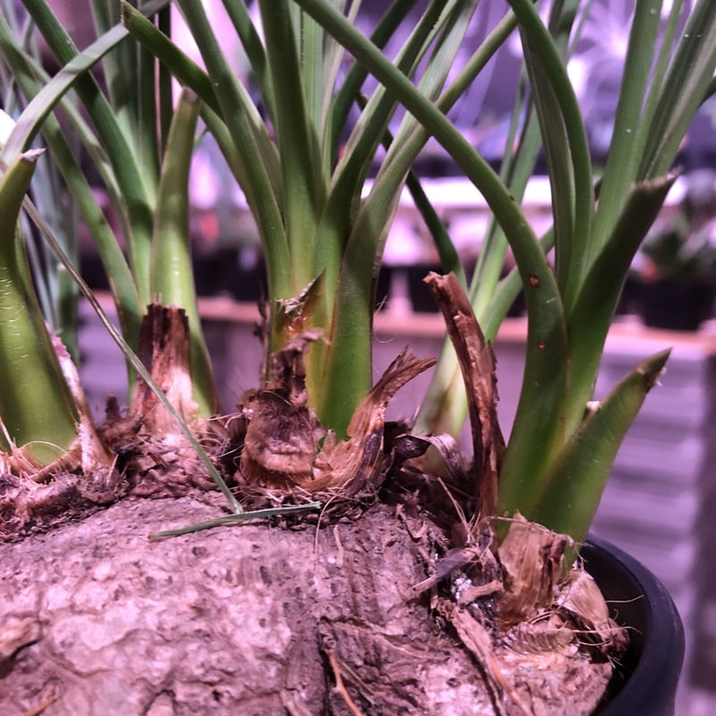 calibanus hookeri《M size》希少・極美株 ※地植え可能なフーケリー