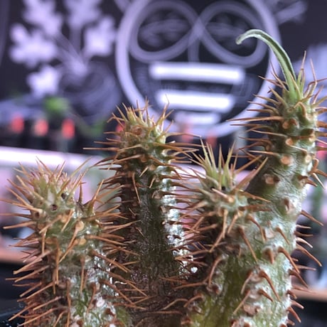 pachypodium gracilius《大きめS size》希少‼︎green肌※現地球発根済株※店主国内管理2年株※ボコボコ立体樹形でwild感強きgreen肌※mad black pot植え