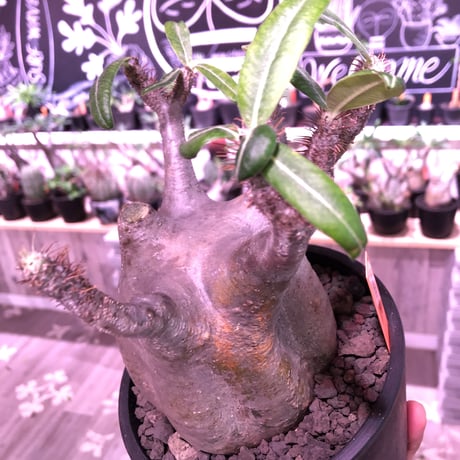 packypodium  gracilius《Ｌsize》※現地球発根済株※愛くるしいでっぷり装いで波打株‼︎短枝でlowなweighedロゼット枝確定株🤩※mad black pot植え