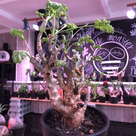 ペラルゴニウム　クリズミフォリウム　山伏天狗 isla del pescado - Pelargonium crithmifolium-山伏天狗