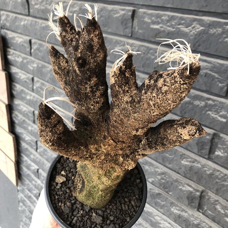 xerophyta  trichophylla《S size》※現地球発根後店主国内管理2年株※驚愕強靭株※枝振り良くweight低く堪らなくかわいい小振りサイズ※mad black pot植え