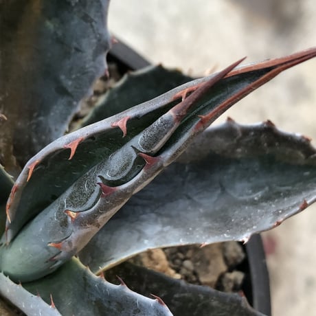 agave montana《M size》※現地球発根後店主国内管理2年株※葉色も深い青さのためblack感あるカッコいい一株※mad black bowl pot植え