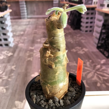 tylecodon  paniculatus《M size》※一番大きく成長する2種類のパニクラーツス‼︎※mad black pot植え　※限定２株