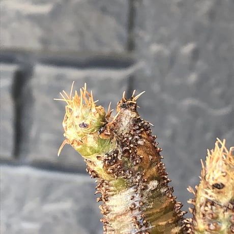 pachypodium gracilius《S size》2色混在カラー肌※現地球発根後店主国内管理1年株※weight低く枝振りも良き赤肌グラキ※mad black pot植え