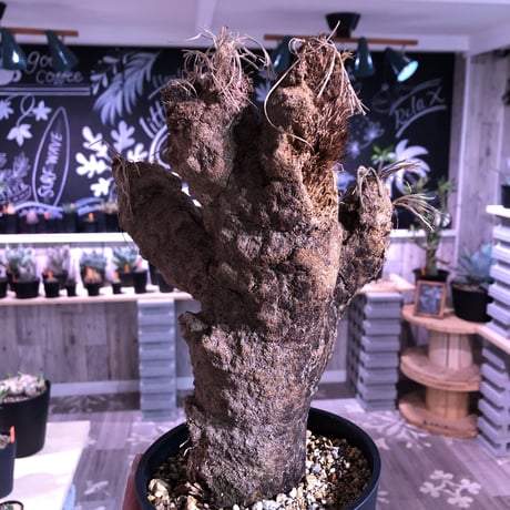 xerophyta   trichophylla《L size》 &《L L size》