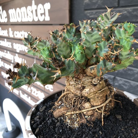 euphorbia tortirama（XL size）※現地球株発根済（店主所有株）※この上なき極太株&葉もスクリューし躍動感半端なき大株※mad brown marble bowl pot植え