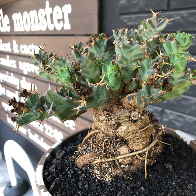 euphorbia tortirama（XL size）※現地球株発根済（店主所有株）※この上