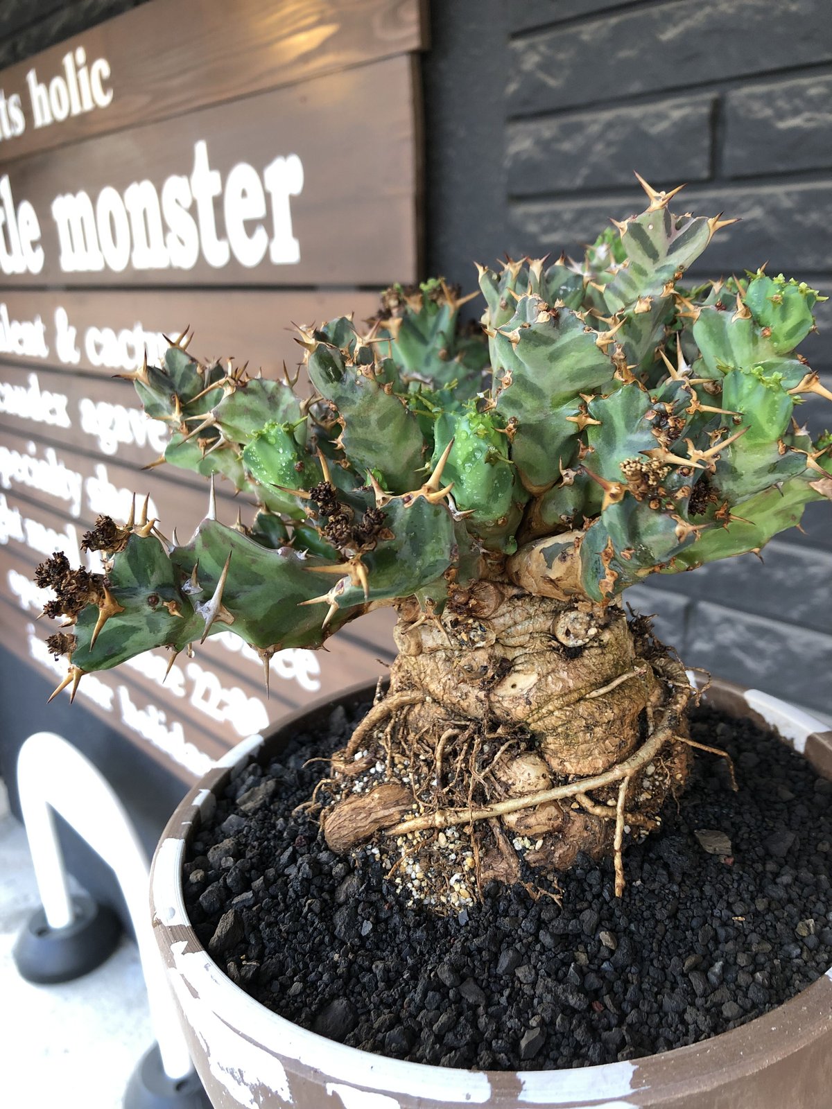 euphorbia tortirama（XL size）※現地球株発根済（店主所有株）※この上